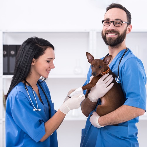 Stream What Veterinarians & Pet Professionals Need to Know About