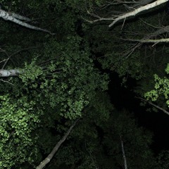 Konemetsä 2007
