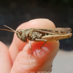 Bow-winged Grasshopper (Chorthippus biguttulus)