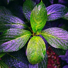 Tankli - tunkli (remix) ტანკლი - ტუნკლი (Georgian Folk Music)