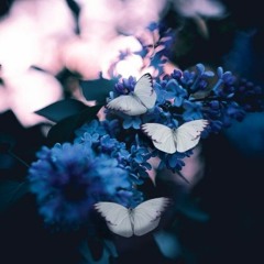 Butterflys