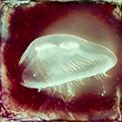 Boson Spin - Sclawg [part 1]