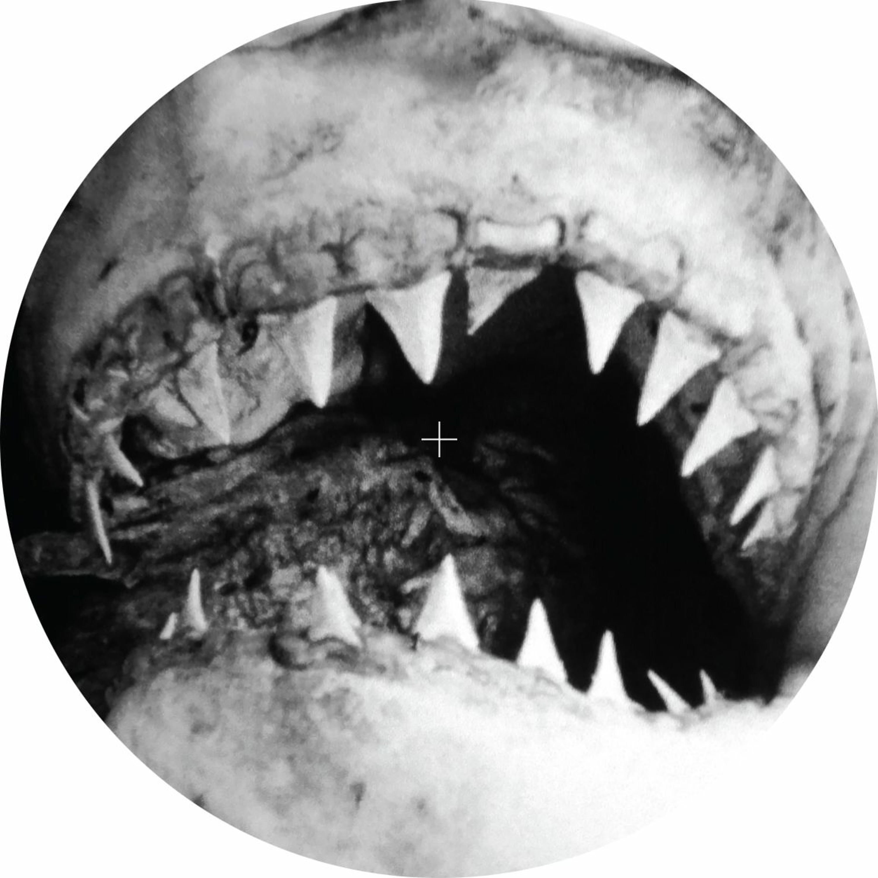 Wunderblock Records