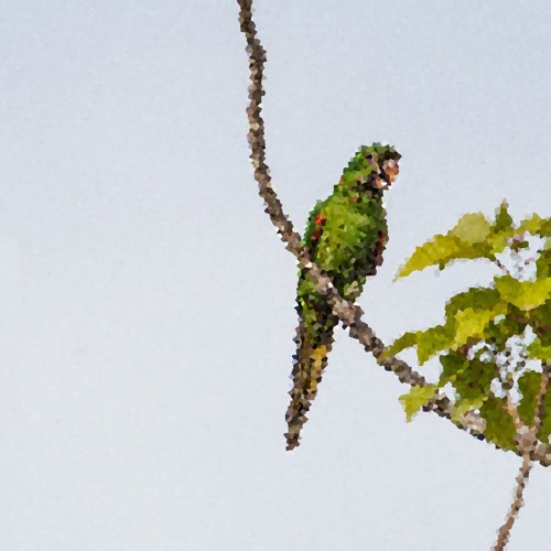 Nodding Parrot