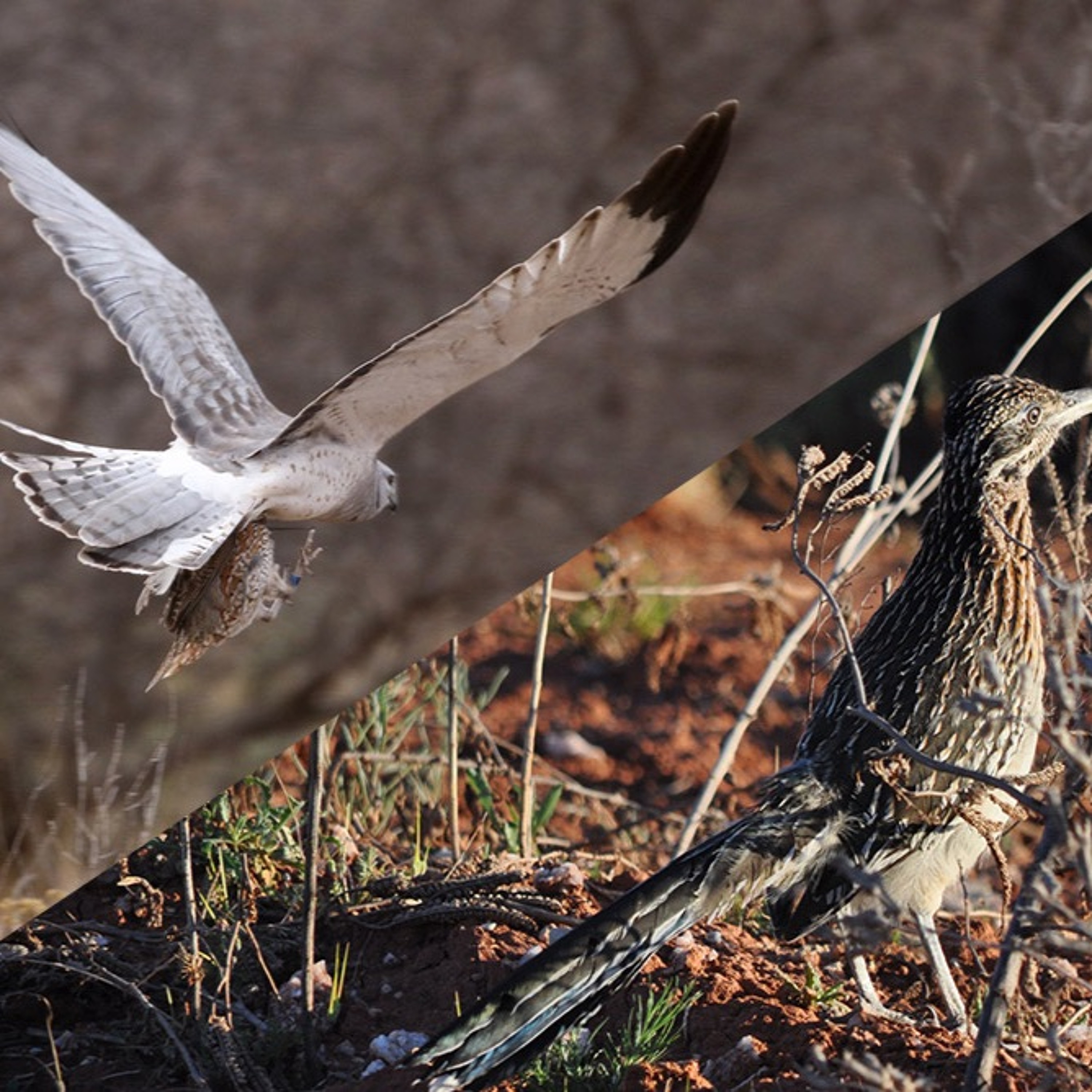 Dr. Dale on Quail