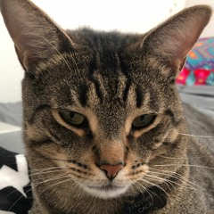 Wubby