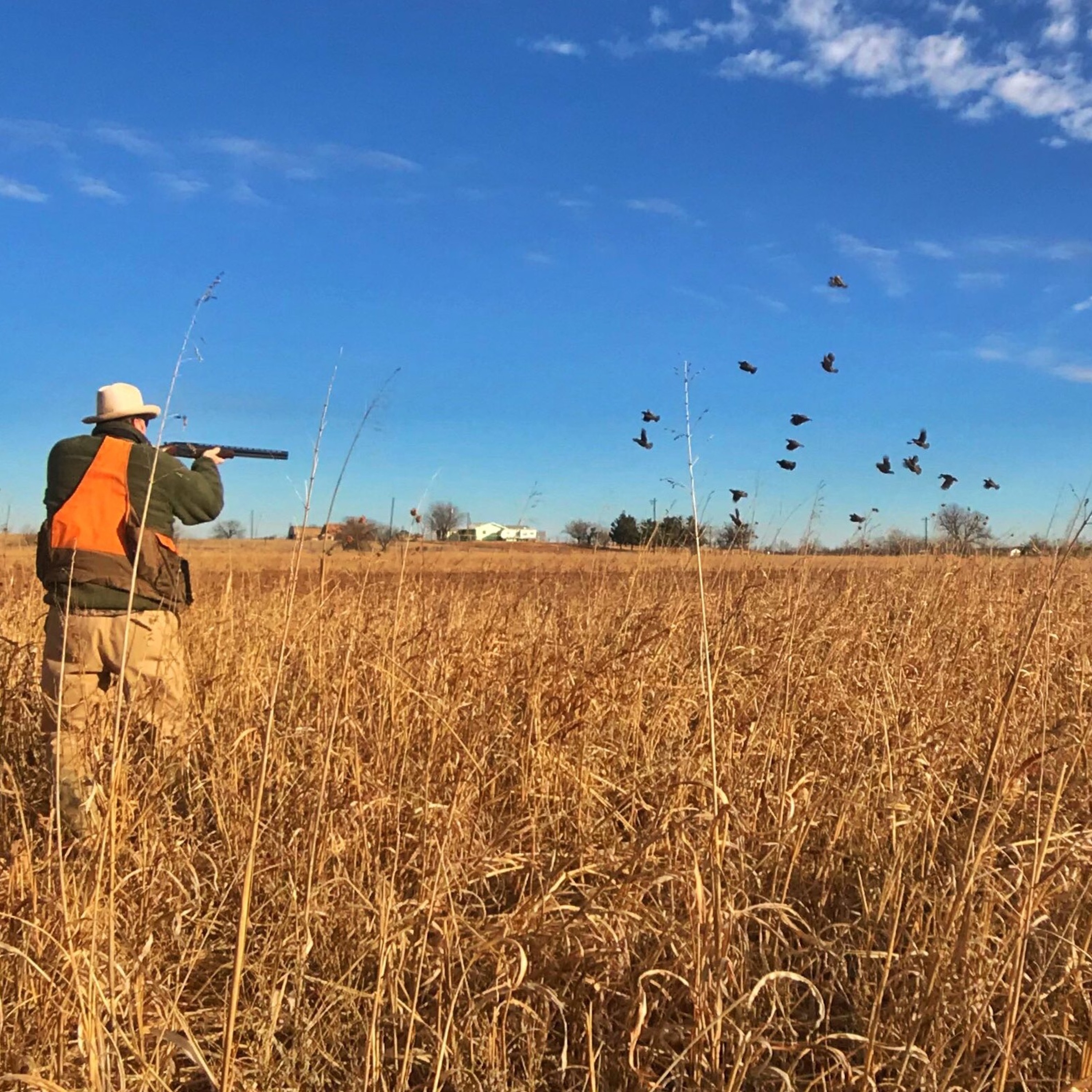 Dr. Dale on Quail