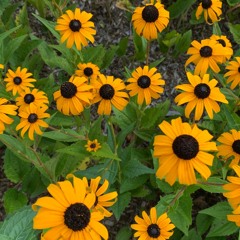 Dharma Talk, September 18, 2019