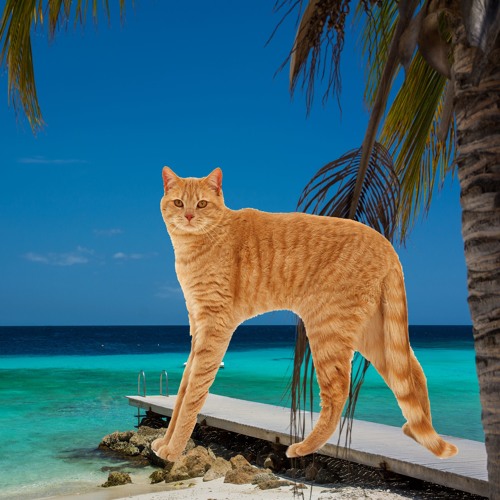 Tall cats 2025