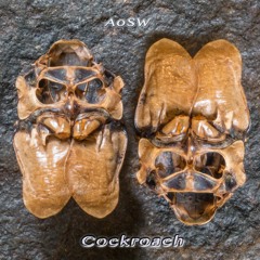 AoSW - Cockroach