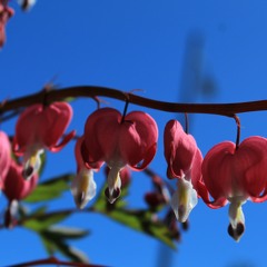 Bitches (Feat. Dreko Bandz)