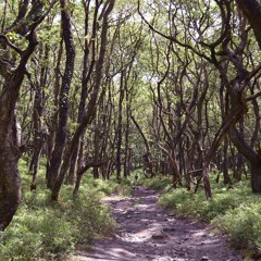 Ask Somerset's Plants | Quantock Hills