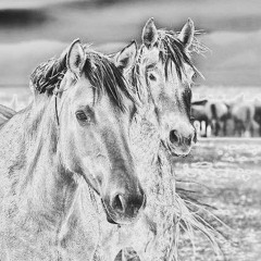 Wild Hσrses (Nathaniel Eras cover version) by The Rσlling Stσnes