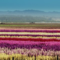 Memory - Cats - Epica version - Cover