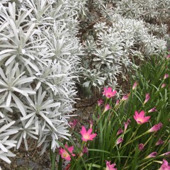 Dark Organization 09212019