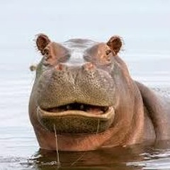 Happy Hippos