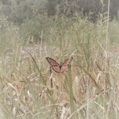 adieu bébé - luz et Meredith