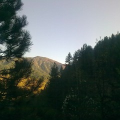 Mysterious Adorations Of Alpine Woodlands