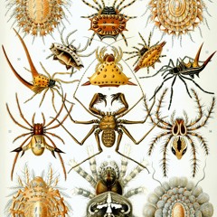 [FREE DOWNLOAD] Solifugae