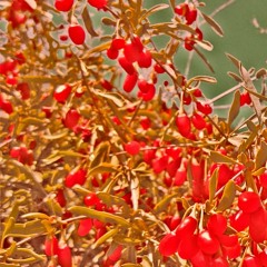 goji berries