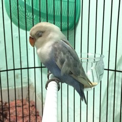 Masteran Lovebird ngekek panjang kualitas jernih