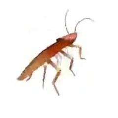 Spinning Cockroach Meme (Full ver.)