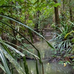 New Guinea - Biodiversity Hotspot