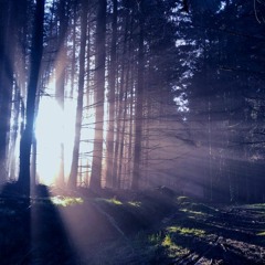 Hidden Woods Of Ylthir