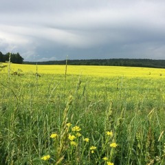 Горенка