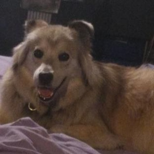 I Live My Broken Dreams (Daniel Jhonston Tribute)