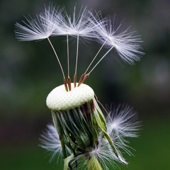 Radical Acceptance - Part 2a - Self-Compassion