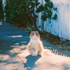 You Were In My Dreams