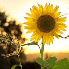 Radical Acceptance - Part 2b - Self-compassion