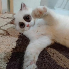 Thank u next (cover)