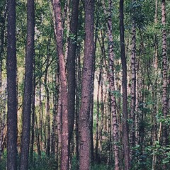 Erlenbruchwälder