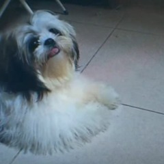 dog days