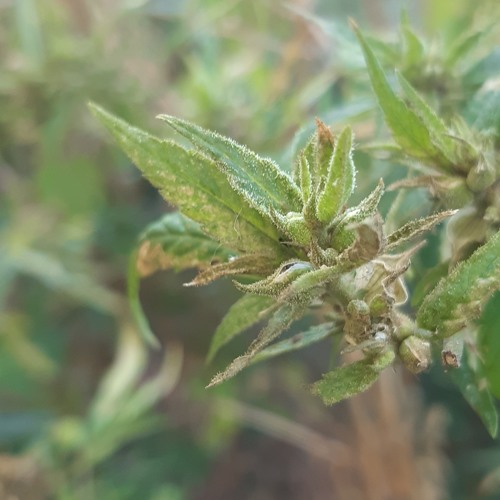 Stream Linberg feat. Ookteg - Гидропон (prod. Linberg) by Свой Формат ...