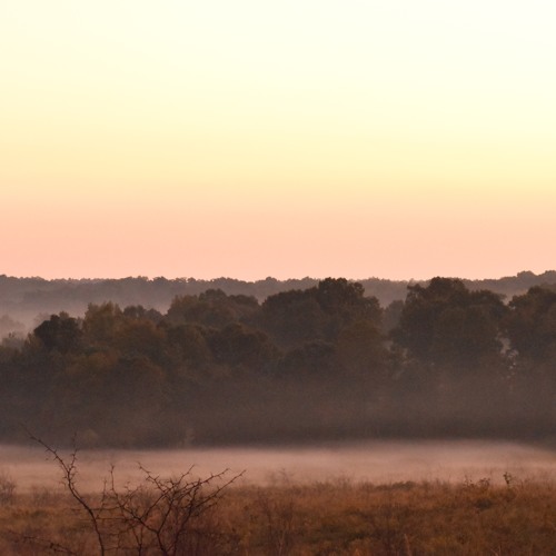 Symphony of Three Owls (Barred, Great Horned, & Eastern Screech)- Land Between the Lakes Backcountry