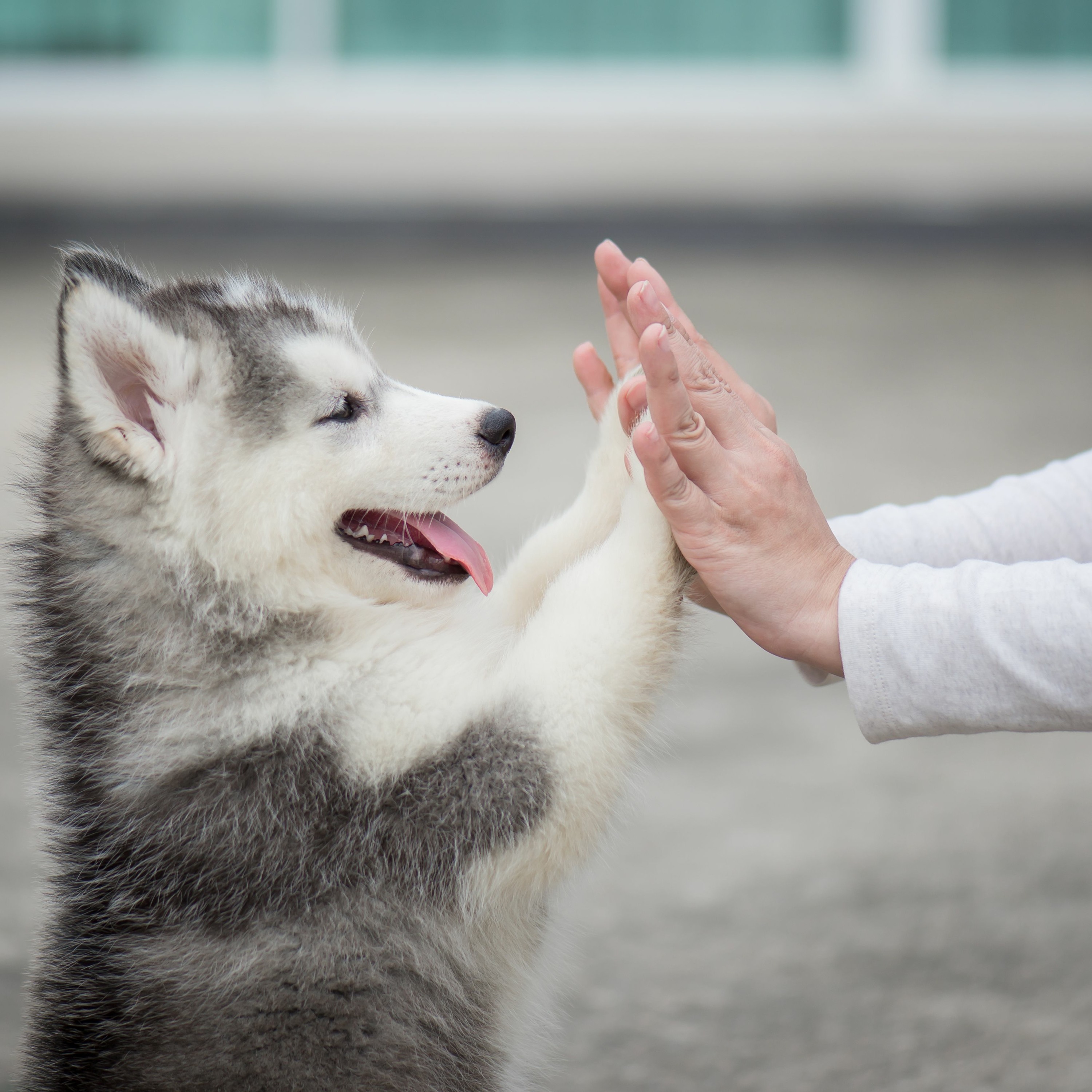 Fear Free Pets
