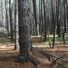 FKISM: Second Valley Forest, Near Gate MH2 - September 2017