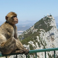 Le singe tantôt triste tantôt joyeux assis sur le rocher