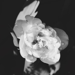 The Sweetest Hangover