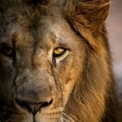 Tame The Lion råmix Paola & The Mess Arounds