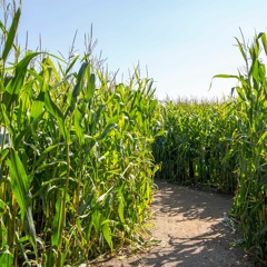 People Of The Corn