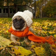 Don't Trip, A Fall Mix.