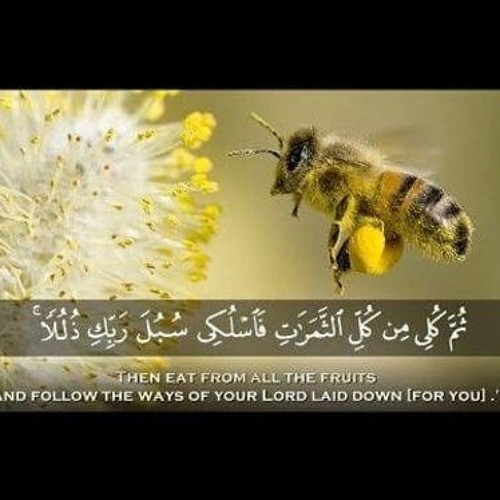 سورة "النحل " الشيخ فارس عباد.. surrah " el nahl " elshikh fares abaad /صدقة جاريه