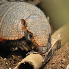 Armadillo KJay Ft. F8L