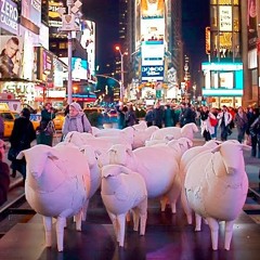 Sheep Square Dance