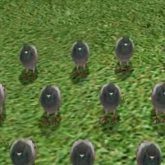 田舎でよく聞く鳥の鳴き声をEDMにしました(ハトの鳴き声)(キジバト)