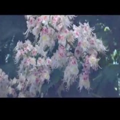 whitearmor - (water drops)